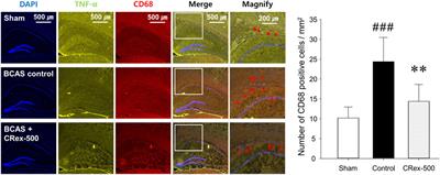 Methanol extract of Ligusticum chuanxiong Hort. Rhizome ameliorates bilateral common carotid artery stenosis-induced cognitive deficit in mice by altering microglia and astrocyte activation